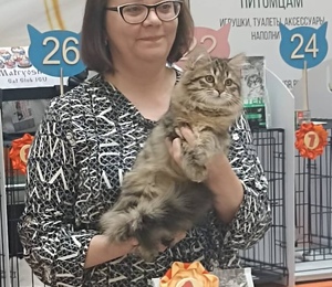 кошки победители выставок